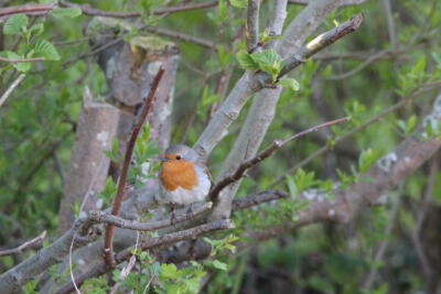roodborst