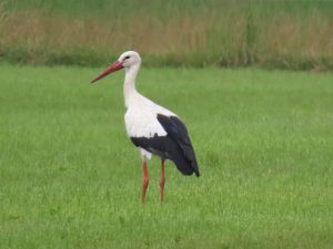 vogels - ooievaar