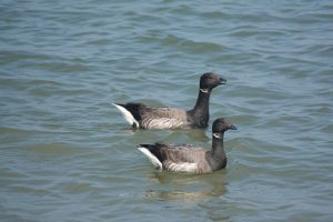 vogels - rotgans